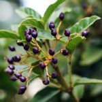 SLIMMING PRO® Anticellulite Cream - Image 17